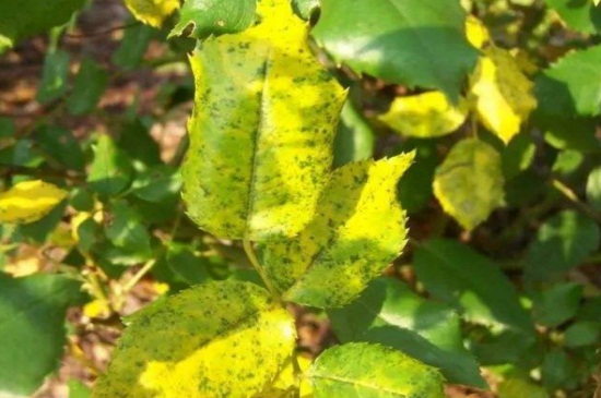 月季为什么掉叶子发黄，施加生肥遭受病虫害