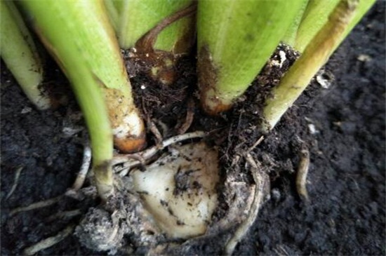 马蹄莲烂根了怎么处理，脱盆修根并盆土消毒