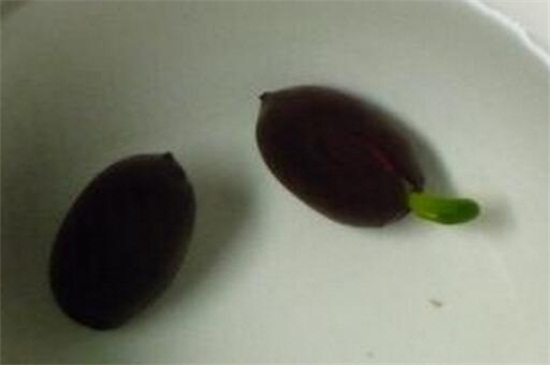 如何种植睡莲，可对其播种或者分株
