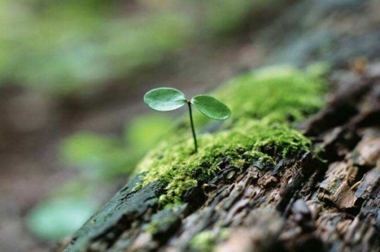 幸福树桩发芽方法，4种方法使其快速发芽