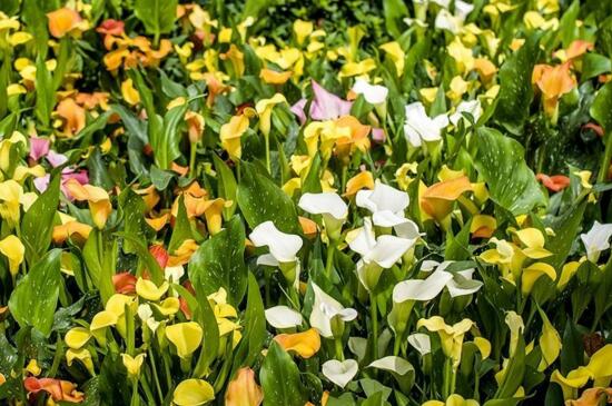 彩色马蹄莲花期，春季的3月至4月