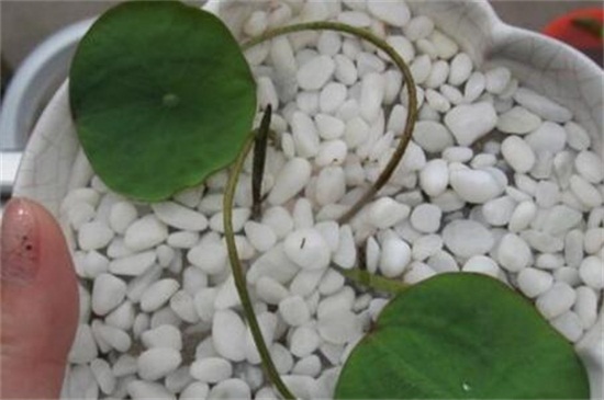 碗莲水培方法，4个步骤水培繁殖碗莲