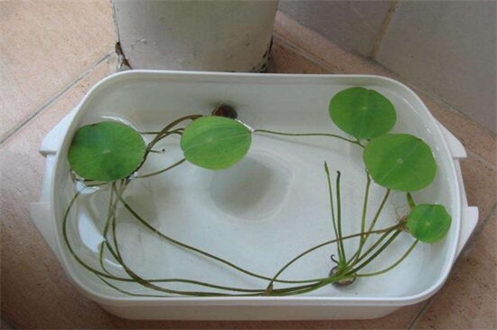 碗莲水培方法，4个步骤水培繁殖碗莲