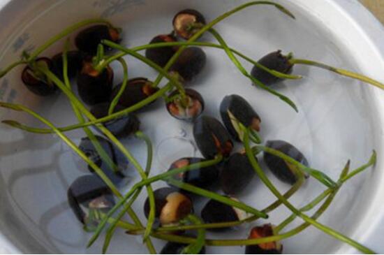碗莲的种植方法和技巧，潮湿环境剪破种子外壳