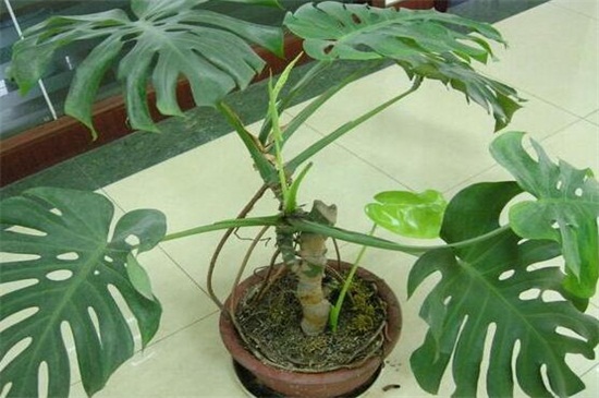 龟背竹的养殖技术，每天浇水并半月施肥