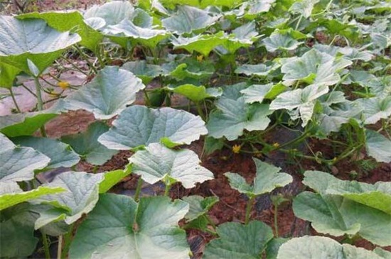露地香瓜的种植技术，浸种催芽后育苗移栽