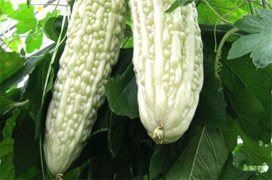 亩产2万斤苦瓜品种，台湾大白苦瓜产量2～3万斤