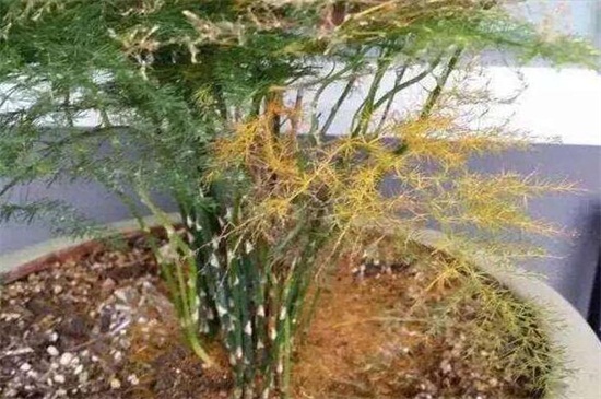 文竹底部黄叶什么原因，水肥不当和光照不足
