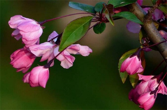 海棠花有几种，盘点五种常见海棠花