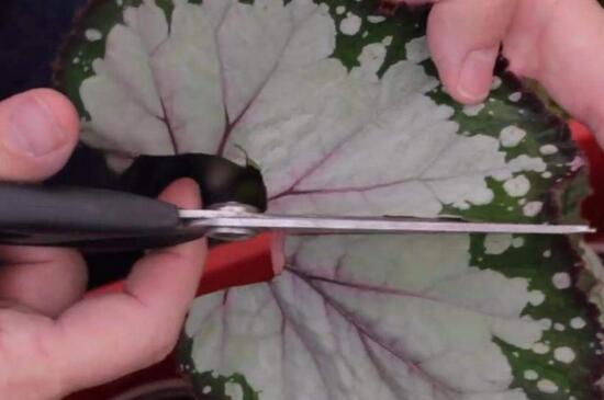 秋海棠的扦插方法，剪掉叶片插入深度5厘米