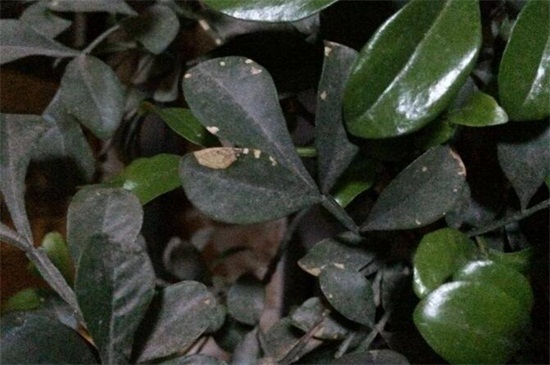 米兰叶子上长黑斑，保持通风做好病虫害防治