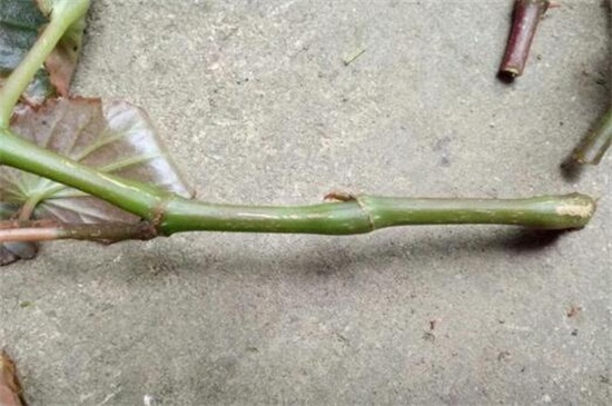 四季海棠扦插方法图解，春秋扦插对枝条消毒处理