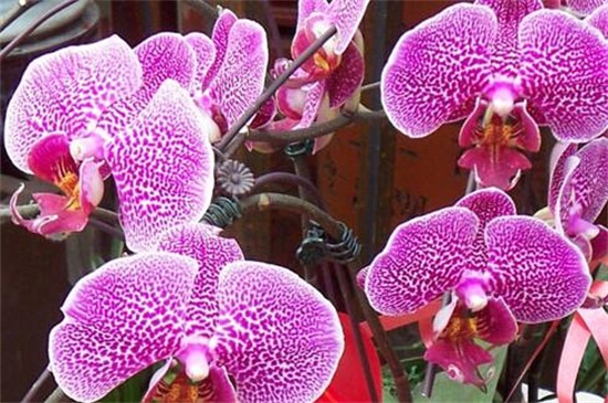蝴蝶兰最名贵的品种 盘点五种珍贵品种 花语网
