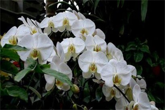 蝴蝶兰最名贵的品种，盘点五种珍贵品种