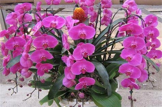 蝴蝶兰最名贵的品种 盘点五种珍贵品种 花语网