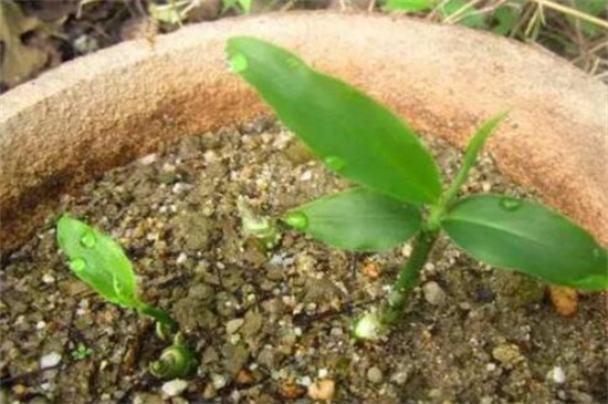 花盆生姜的种植方法，芽眼向上种进花盆