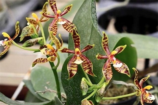 蝴蝶兰品种名称大全，盘点十大常见的蝴蝶兰