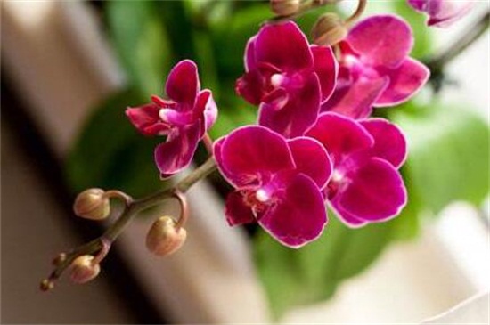 蝴蝶兰品种名称大全 盘点十大常见的蝴蝶兰 花语网