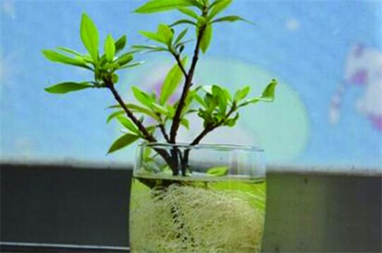 栀子花水培最佳时间，生长期水培可迅速生根