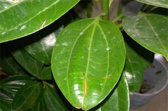 平安树叶子黄斑点治疗方法，修剪烂根和喷药杀菌