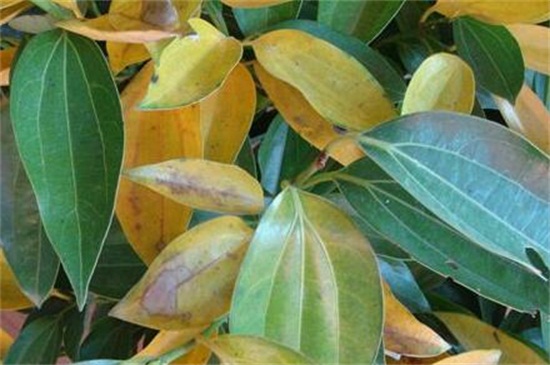 平安树叶子变黄怎么办，稀释浓肥和遮荫防晒