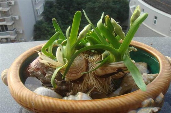 水仙花盆栽怎么养，5个步骤教你养殖水仙花