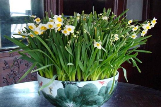 水仙花适合什么花盆，大小合适的陶盆养护
