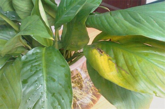 植物叶子发黄用什么肥，需及时的追施氮复合肥