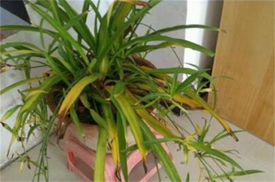 室内植物叶子发黄施肥，及时追施氮肥养护