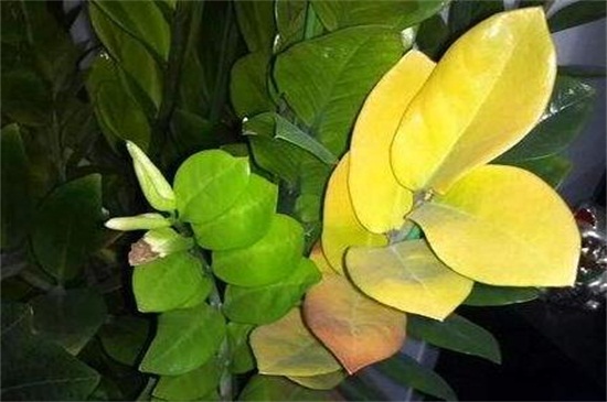 花的叶子变黄怎么救活，适当光照加强水肥管理