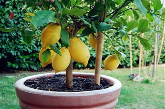柠檬树叶子发黄，遮阴防晒追施肥料