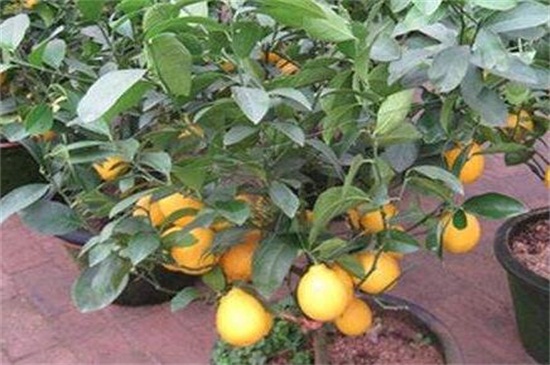 柠檬树叶子发黄，遮阴防晒追施肥料