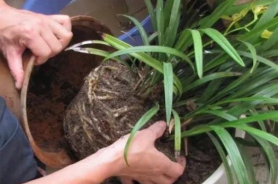 盆栽植物用肥过量怎样解决，浇水稀释并修剪主干