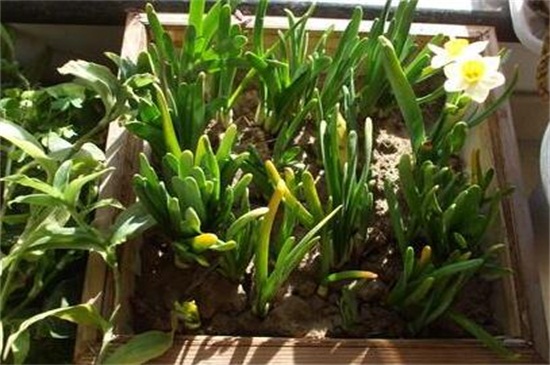 怎样盆栽水仙花，处理鳞茎后进行土培或水培