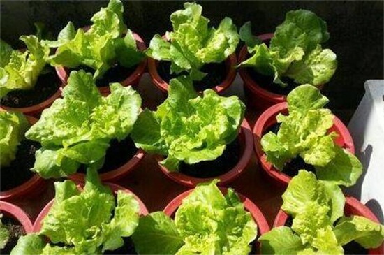 盆栽蔬菜怎么种，选择盆土后播种养护