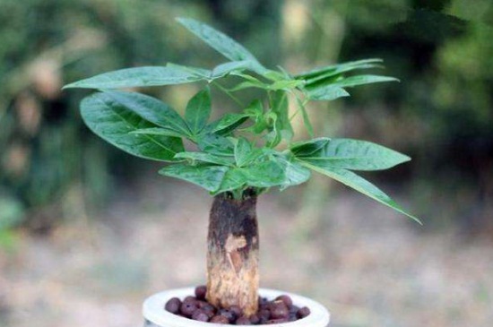 盆栽叶面喷自来水行吗，可以喷洒可促进植物生长