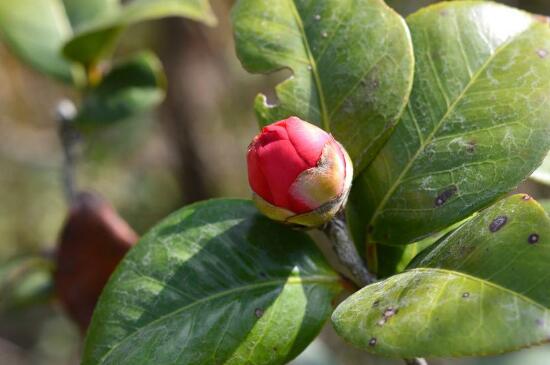 茶花花蕾干枯能补救吗，增加肥料加强光照