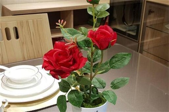 玫瑰种子几月份种植，3～4月最为适宜