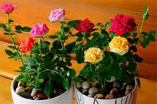 玫瑰花冬季怎么养，控温防寒并停肥少水