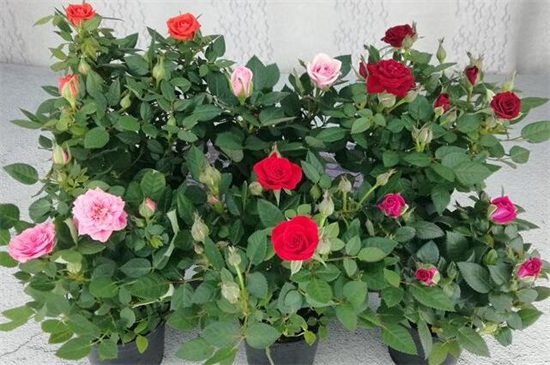 玫瑰花冬季怎么养，控温防寒并停肥少水