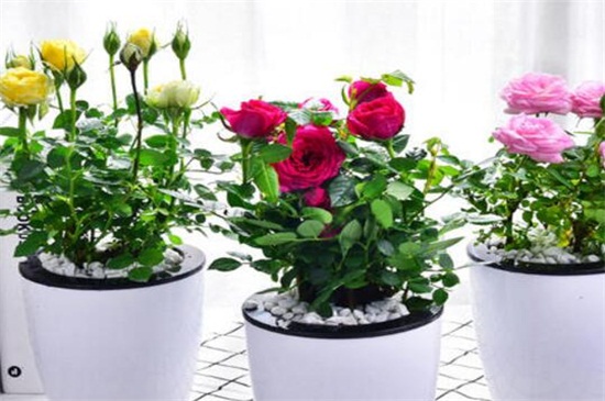 盆栽小玫瑰花怎么养殖 提供8小时以上光照和适量水肥 花语网