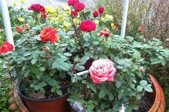 盆栽小玫瑰花怎么养殖，提供8小时以上光照和适量水肥