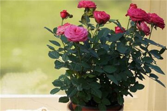 新买的盆栽玫瑰蔫了，适当光照控制水量