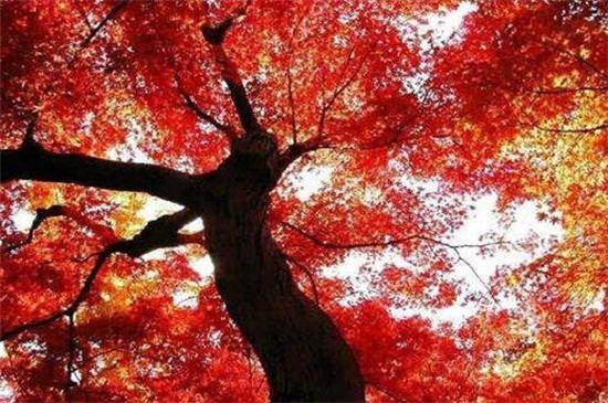 香山红叶最佳观赏时间，秋季10月份最佳观赏期