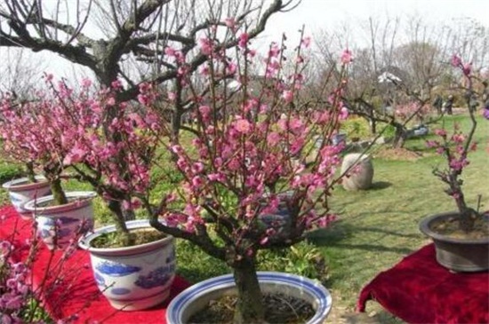 桃花盛开是什么季节，花期在春季3～4月