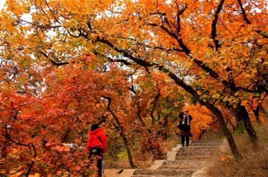 香山红叶最佳观赏时间，秋季10月份最佳观赏期"