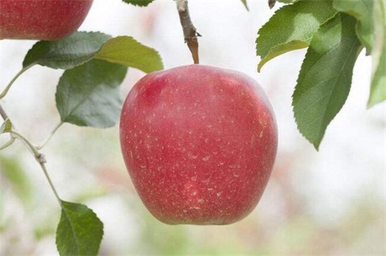苹果是什么季节成熟的，主要在夏季和秋季成熟