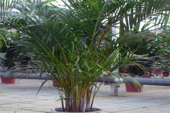 黄椰子的养殖方法和注意事项，浇水施肥充分但要注意温度变化