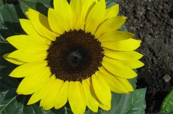 太阳花图片，盘点10种最美品种太阳花