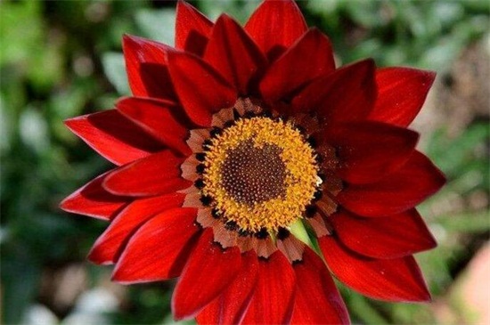 太阳花图片，盘点10种最美品种太阳花